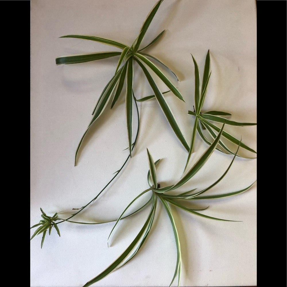 Spider Plant (‘Chlorophytum comosum’) - Picture 7 of 7